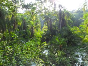 Queen elizabeth national park