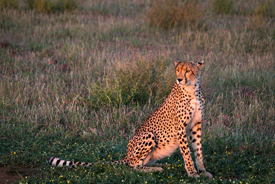 africa safaris cheetah