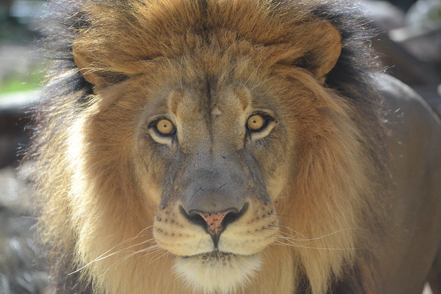 african lion safari