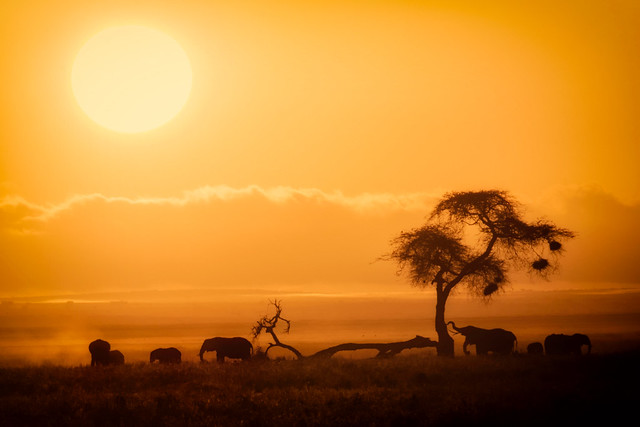 african safari costs