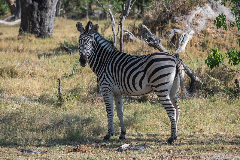 african wildlife safari