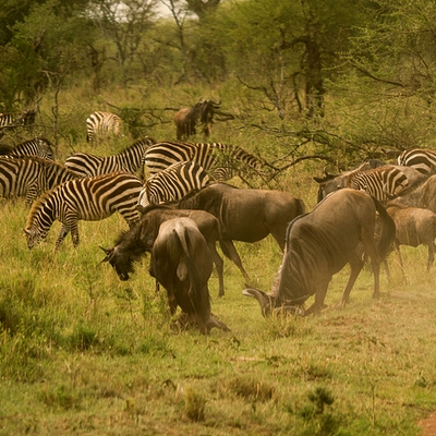 safari animals feeding