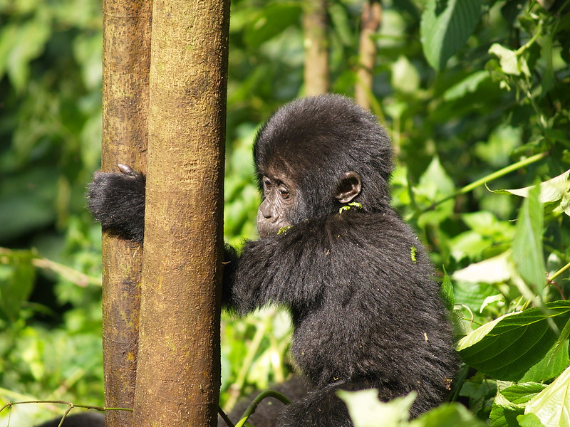 baby gorilla