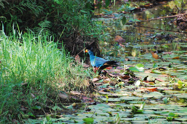 Bigodi Wetland Sanctuary, Birding in Kibale Forest National Park