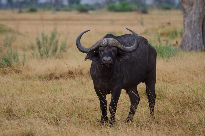 botswana buffalo