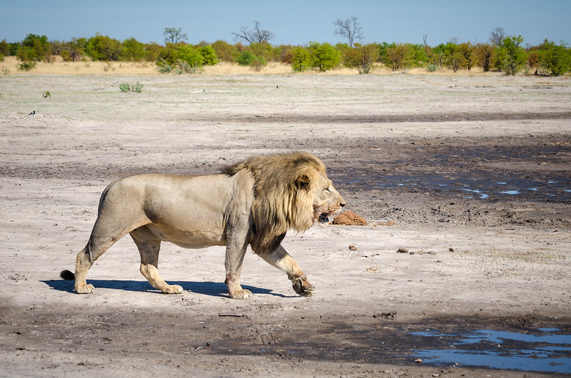 botswana safari