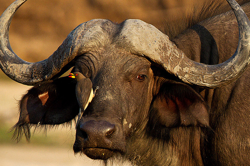 buffalo tours zambia