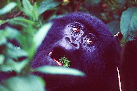 Gorillas Karisimbi Rwanda