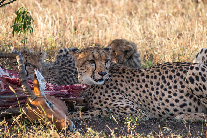 cheetah botswana safaris