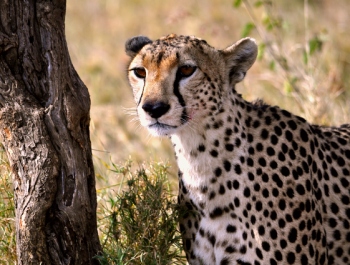 cheetah tanzania
