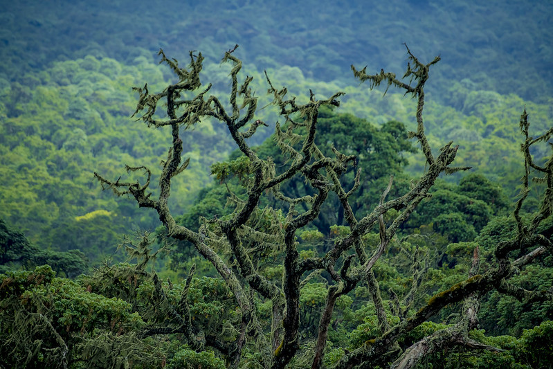 congo gorilla trekking