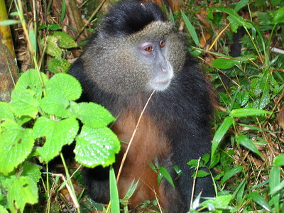 golden monkeys rwanda