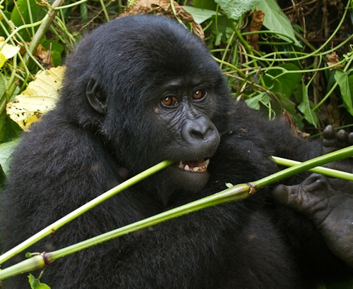 gorilla feeding.