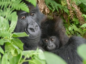 habituated gorillas friendly