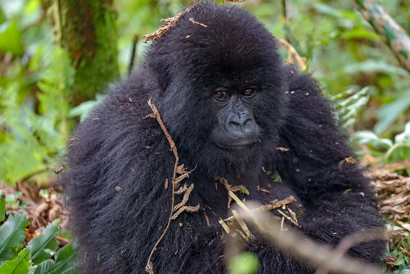 gorilla tours africa