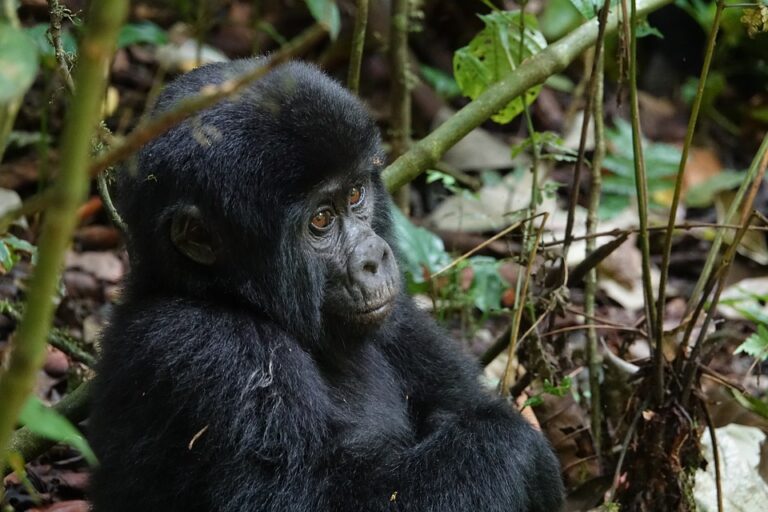 Luxury Gorilla Safari Uganda: Itineraries, Lodges and Prices