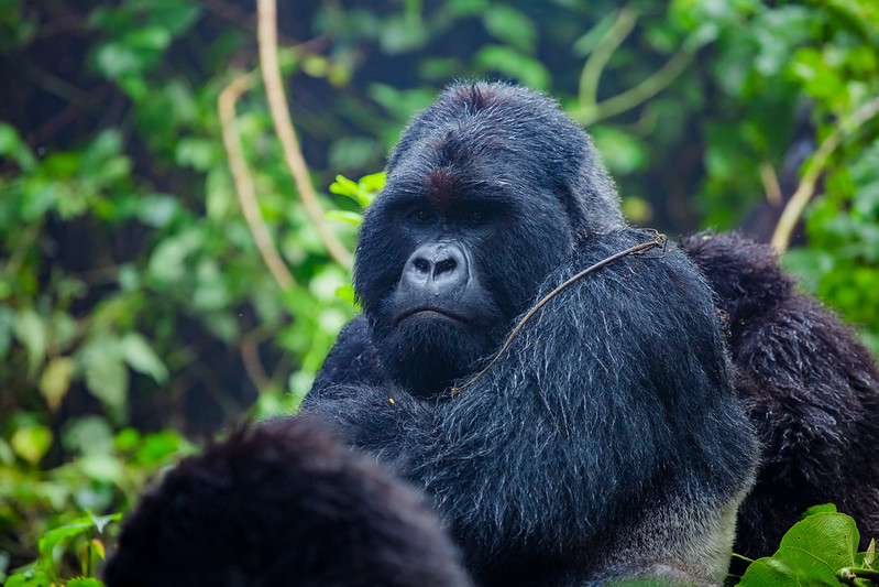 gorilla trekking