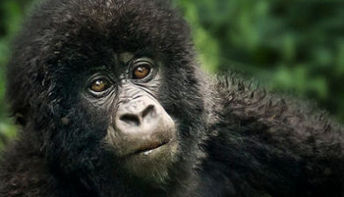 gorillas in Congo