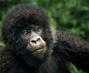 gorillas in Congo