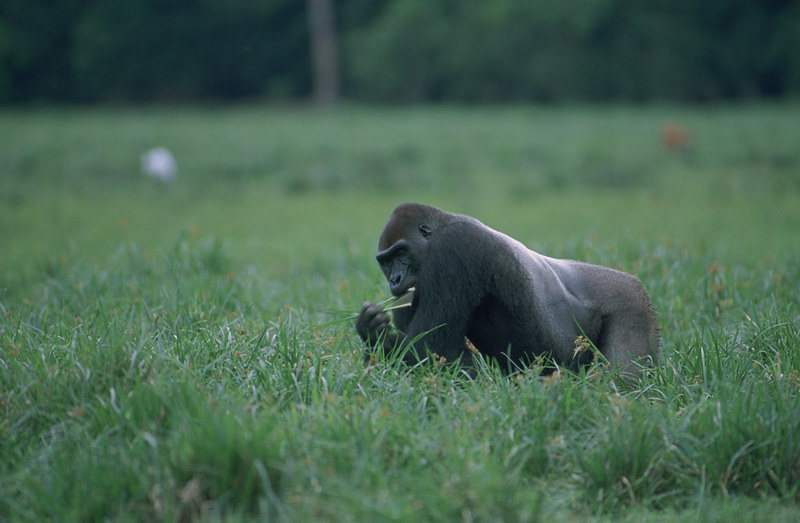gorillas of Africa