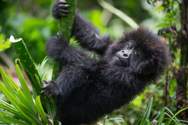 juvenile gorilla