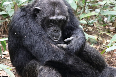 kibale national park chimpanzee