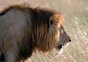 lion kenya safari