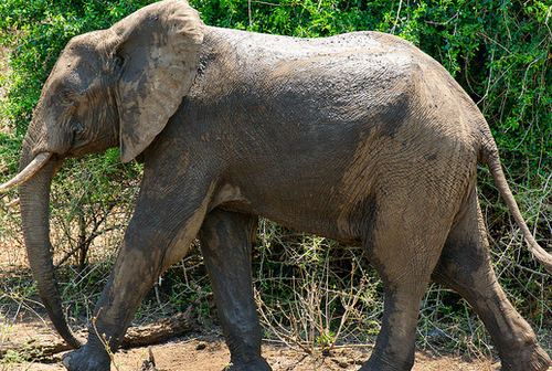 malawi elephant safari