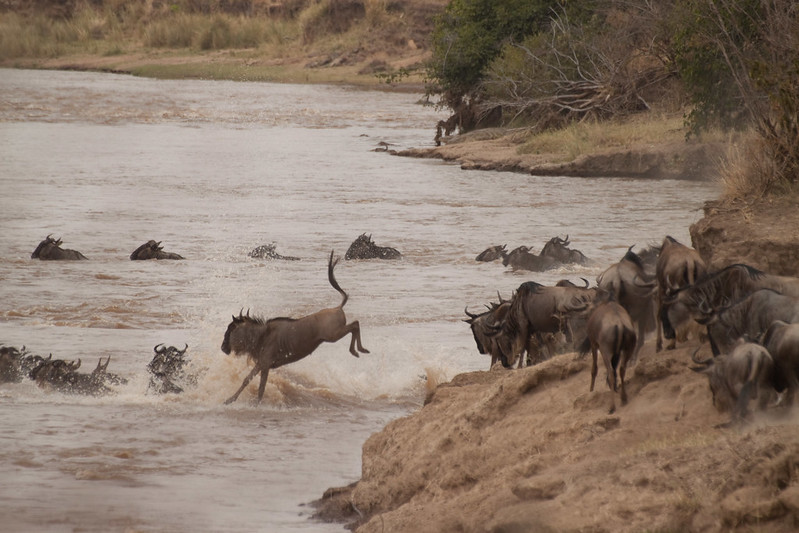 mara river crossings