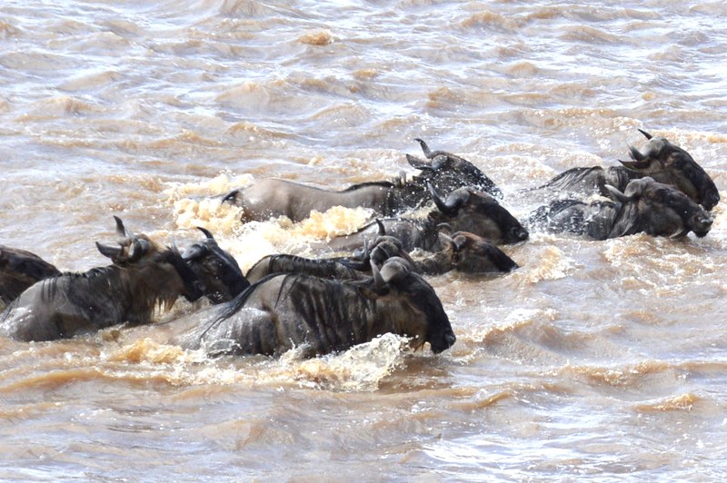 masai mara national reserve