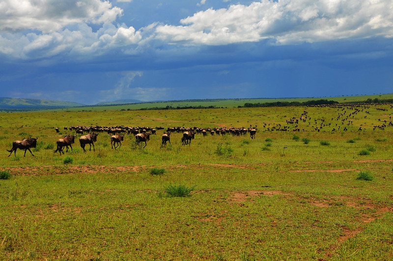 million wildebeests