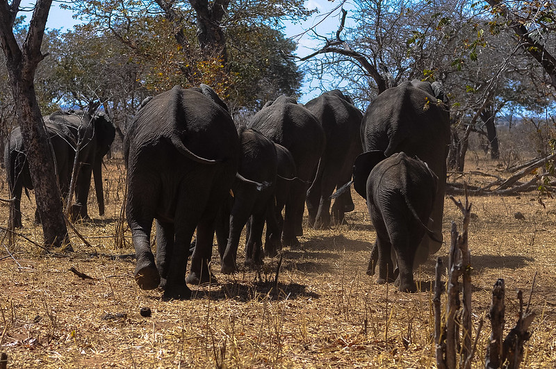 moremi safaris