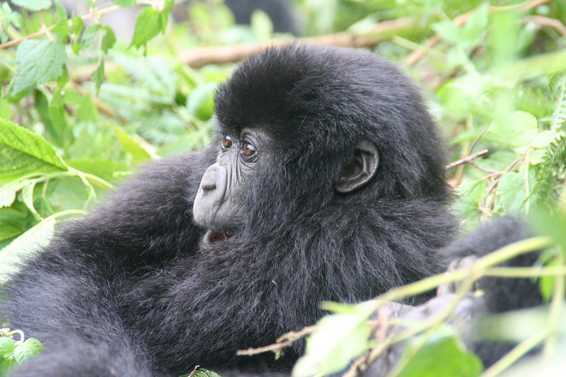 mountain gorilla berengei berengei