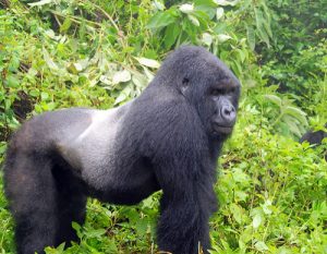 mountain gorilla habituation