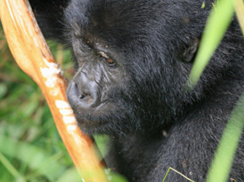 mountain gorillas africa