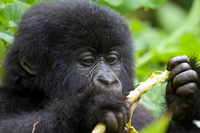 mountain gorillas uganda