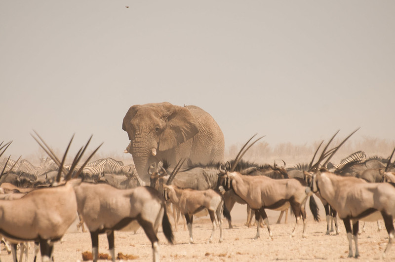namibia safari cost