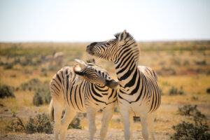 namibia safaris