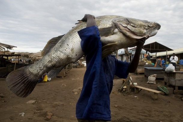 nile perch fish