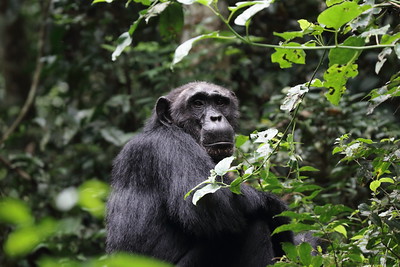 nyungwe national park chimpanzee