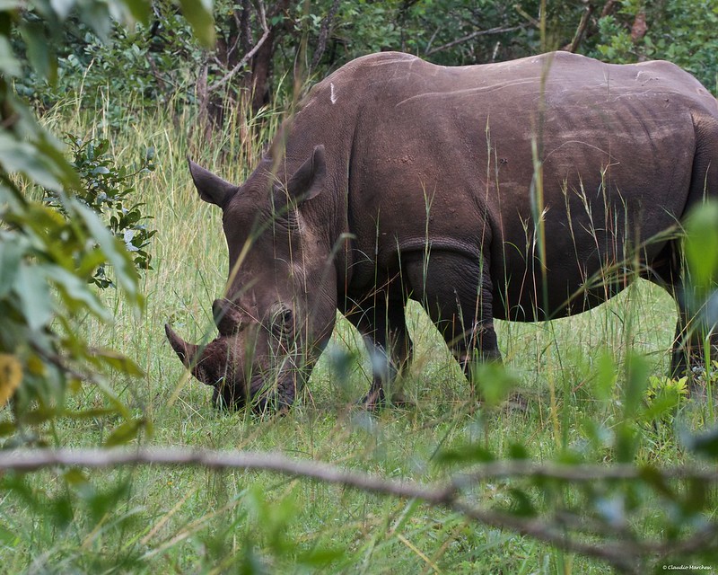 ziwa rhino sanctuary