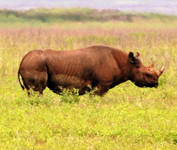 rhino safari
