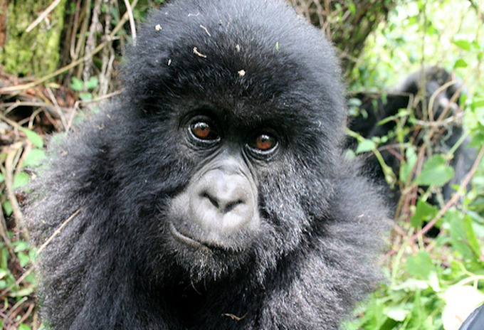 rwanda gorilla permits