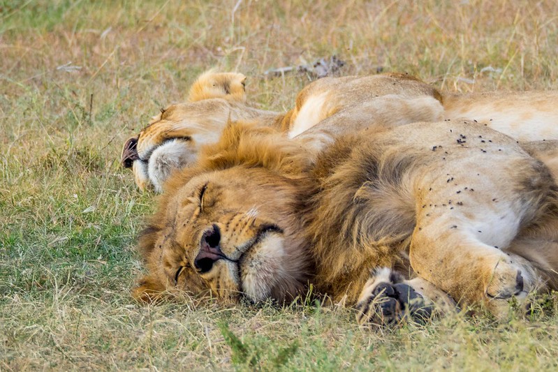 African safari