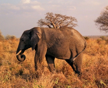 safari tarangire tanzania
