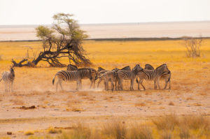safaris namibia