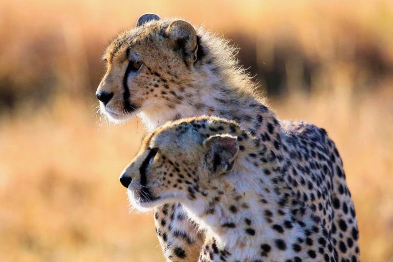 9 Day Tanzania Safari: Itinerary by Season and Variants