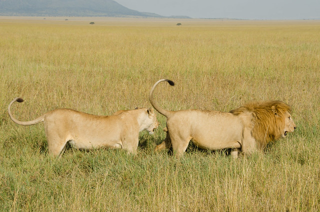 serengeti safari lions tanzania
