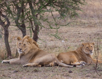 serengeti safari tanzania