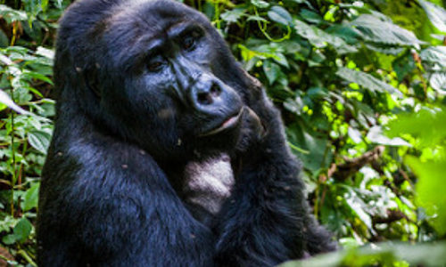 silverback gorilla tours